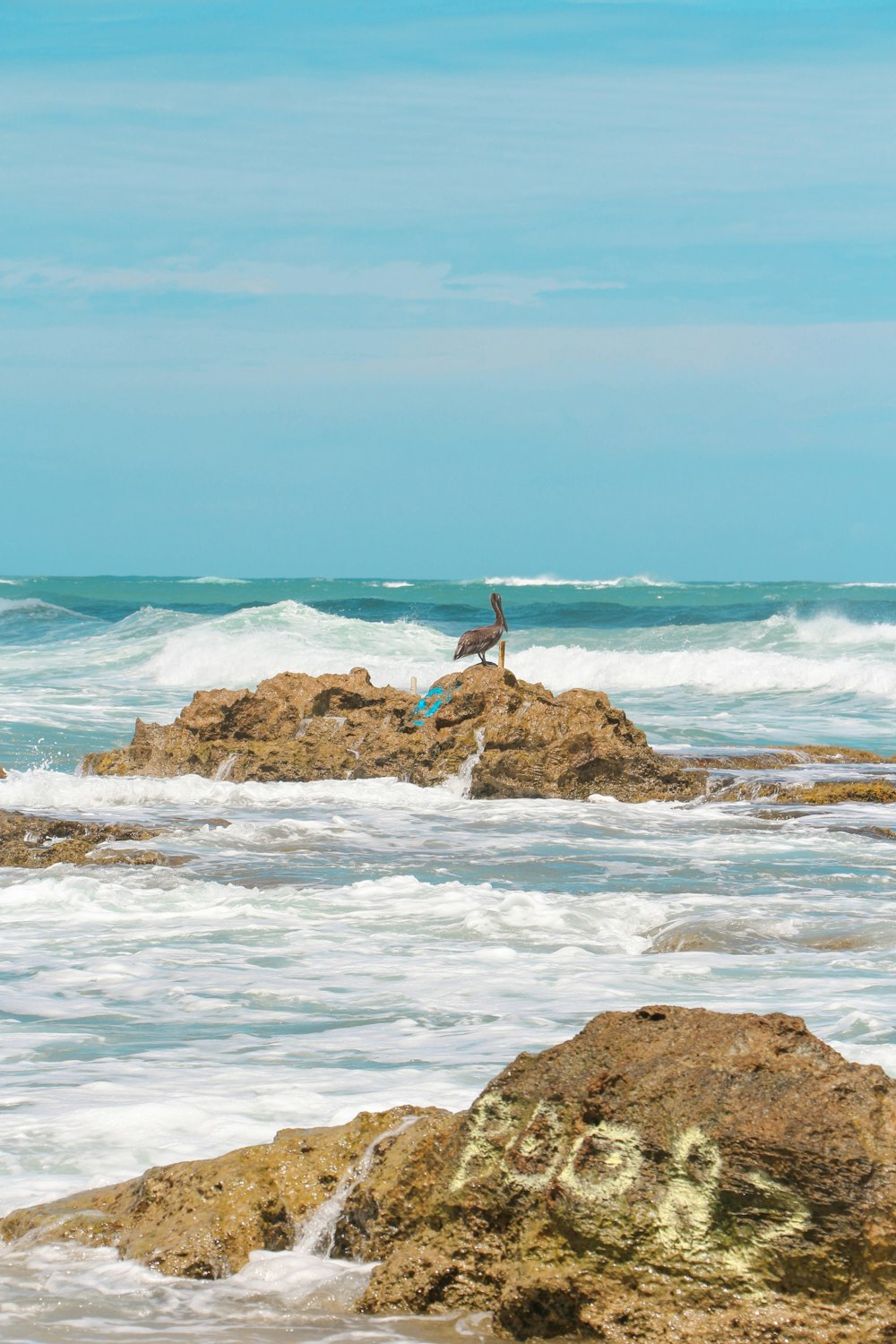 white bird on brown rock near body of water during daytime