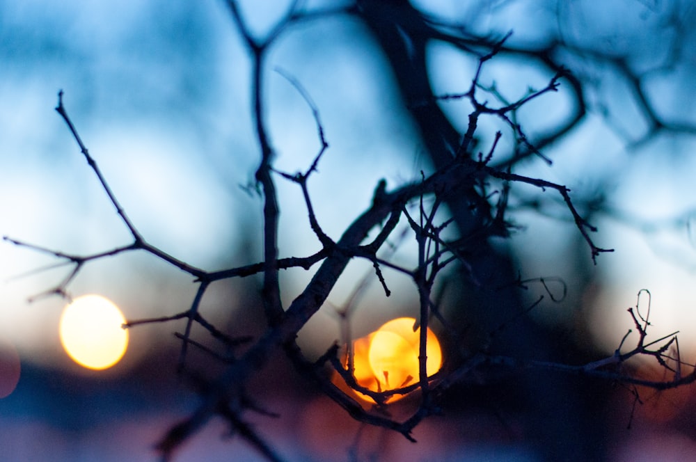 black tree branch with orange light