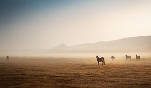 three people riding horses on brown field during daytime