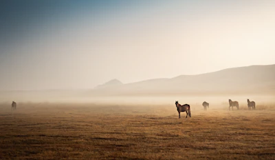 three people riding horses on brown field during daytime