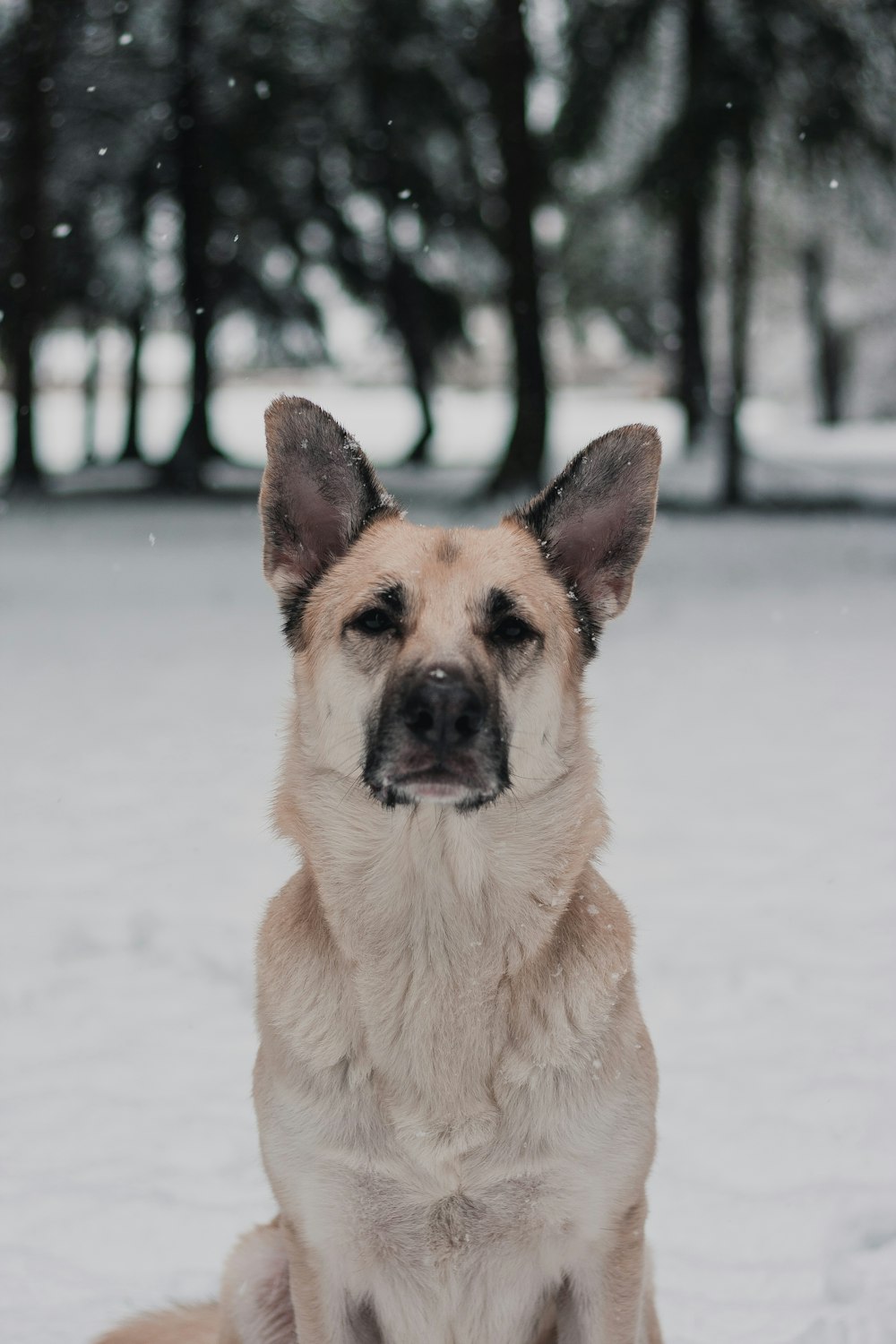 brown and black german shepherd on snow covered ground during daytime