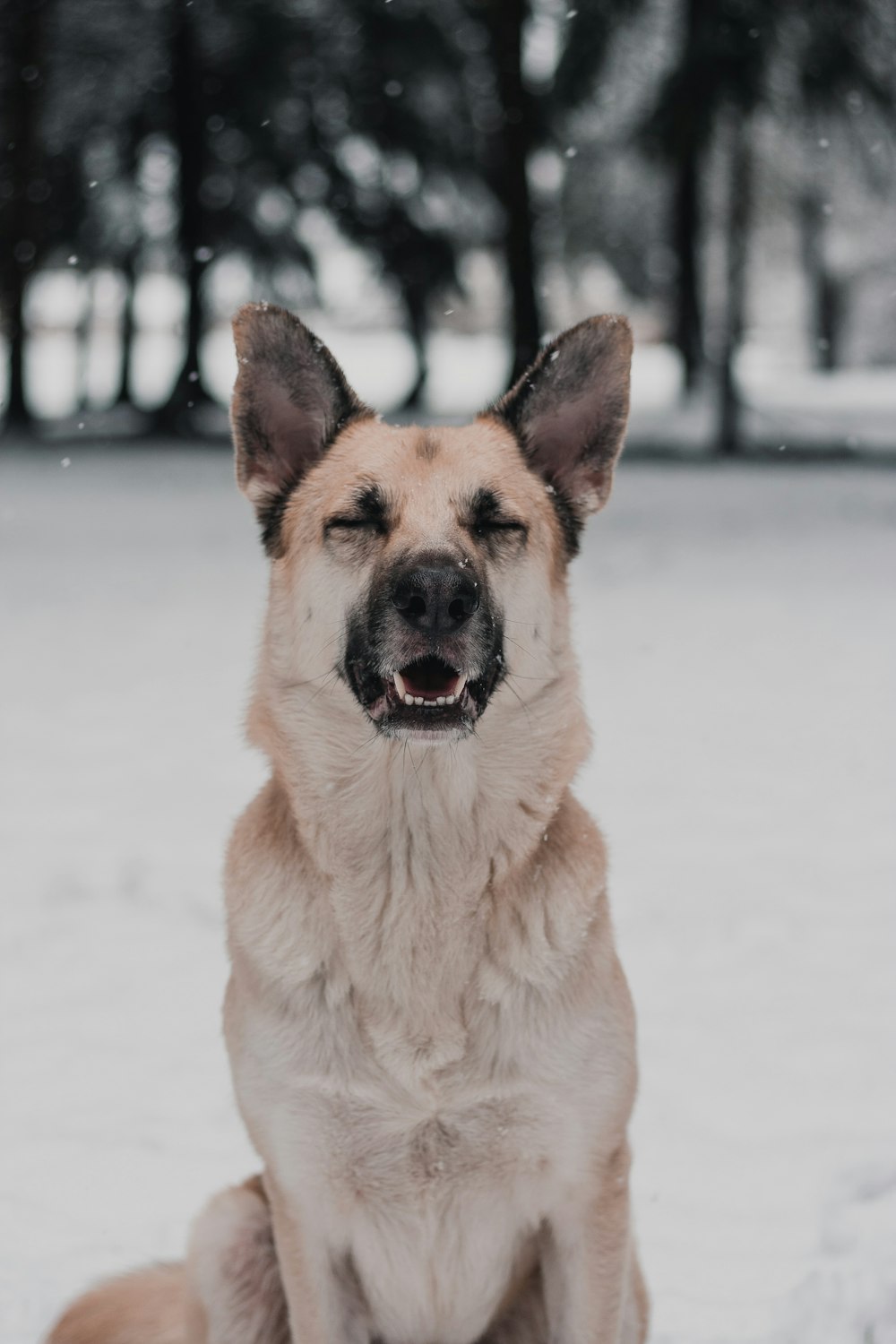 brown and black german shepherd on snow covered ground during daytime