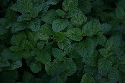 green leaves with water droplets potted plant zoom background