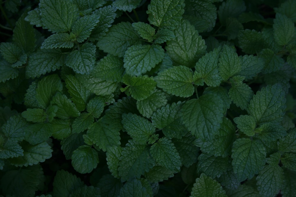 green leaves with water droplets