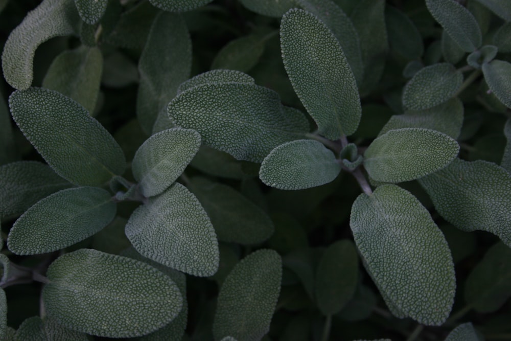 folhas de plantas verdes e brancas