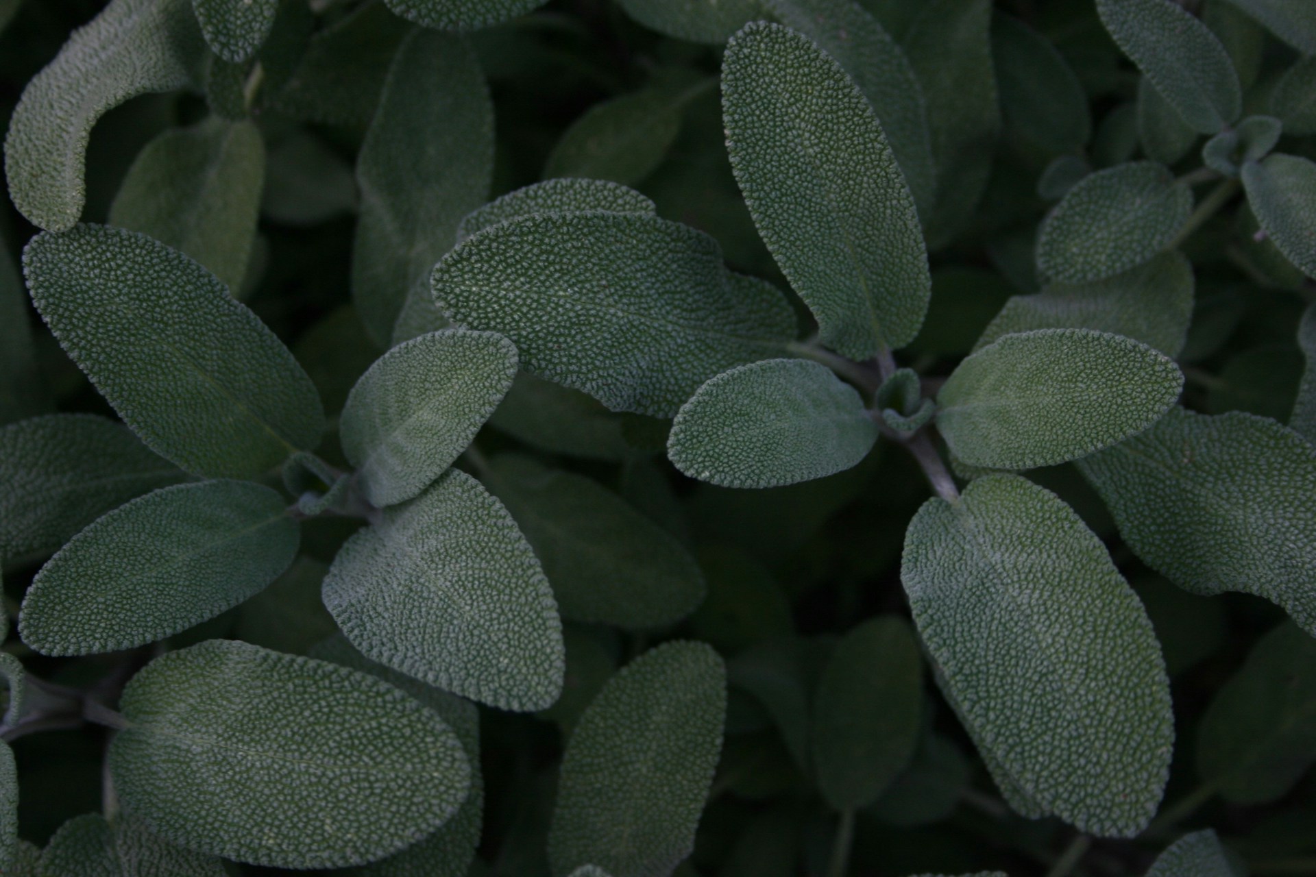 green and white plant leaves