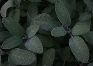 green and white plant leaves