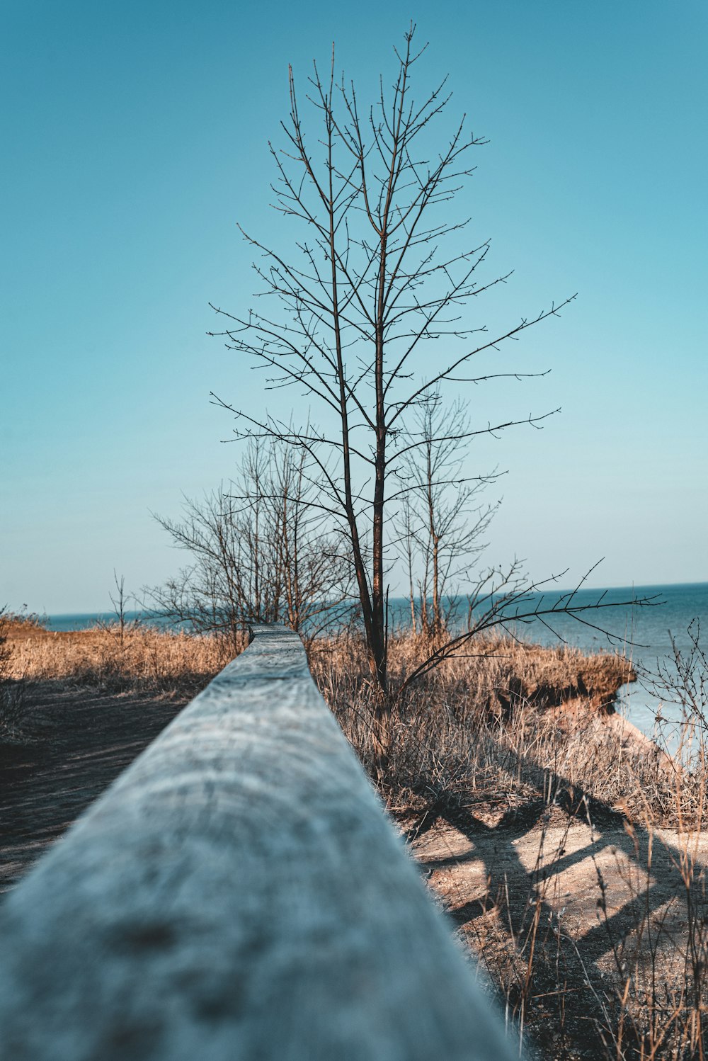 leafless tree near body of water during daytime