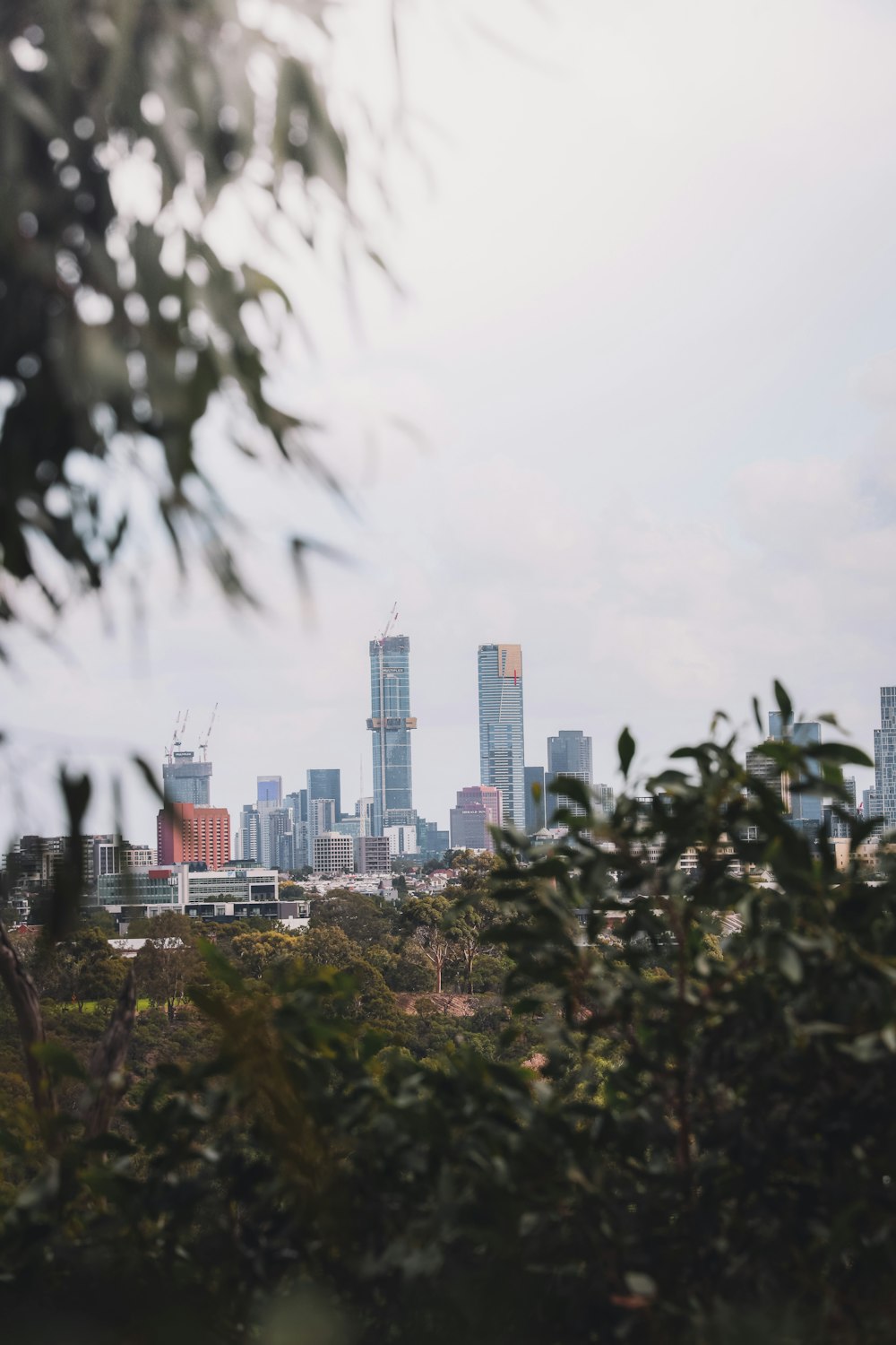 green trees near city buildings during daytime