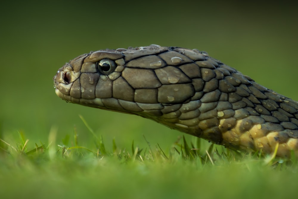 serpente marrone su erba verde