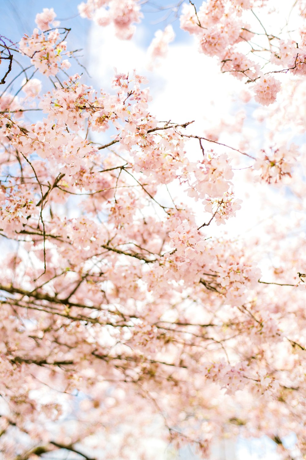 white cherry blossom tree during daytime