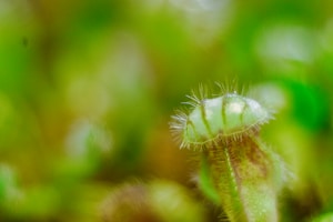 A close-up macro photograph capturing a small, translucent green object with thin, hair-like structures protruding from its surface. It sits atop a blurred, textured green and brown background, suggesting a natural, possibly botanical setting.