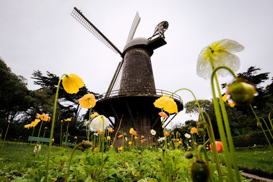 black windmill surrounded by yellow flowers