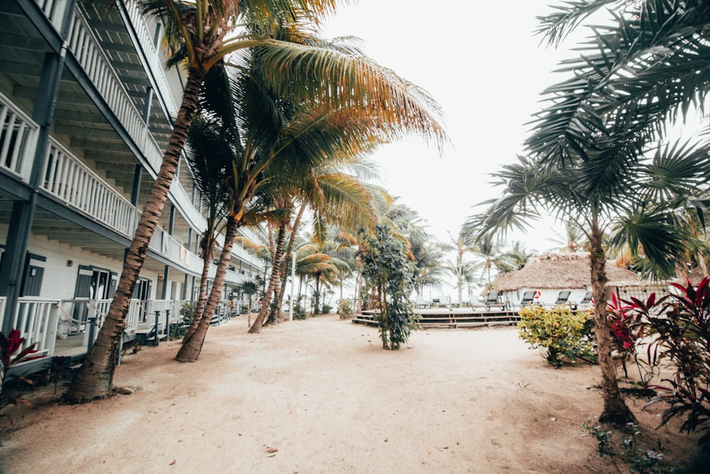 palm trees near white concrete building during daytime