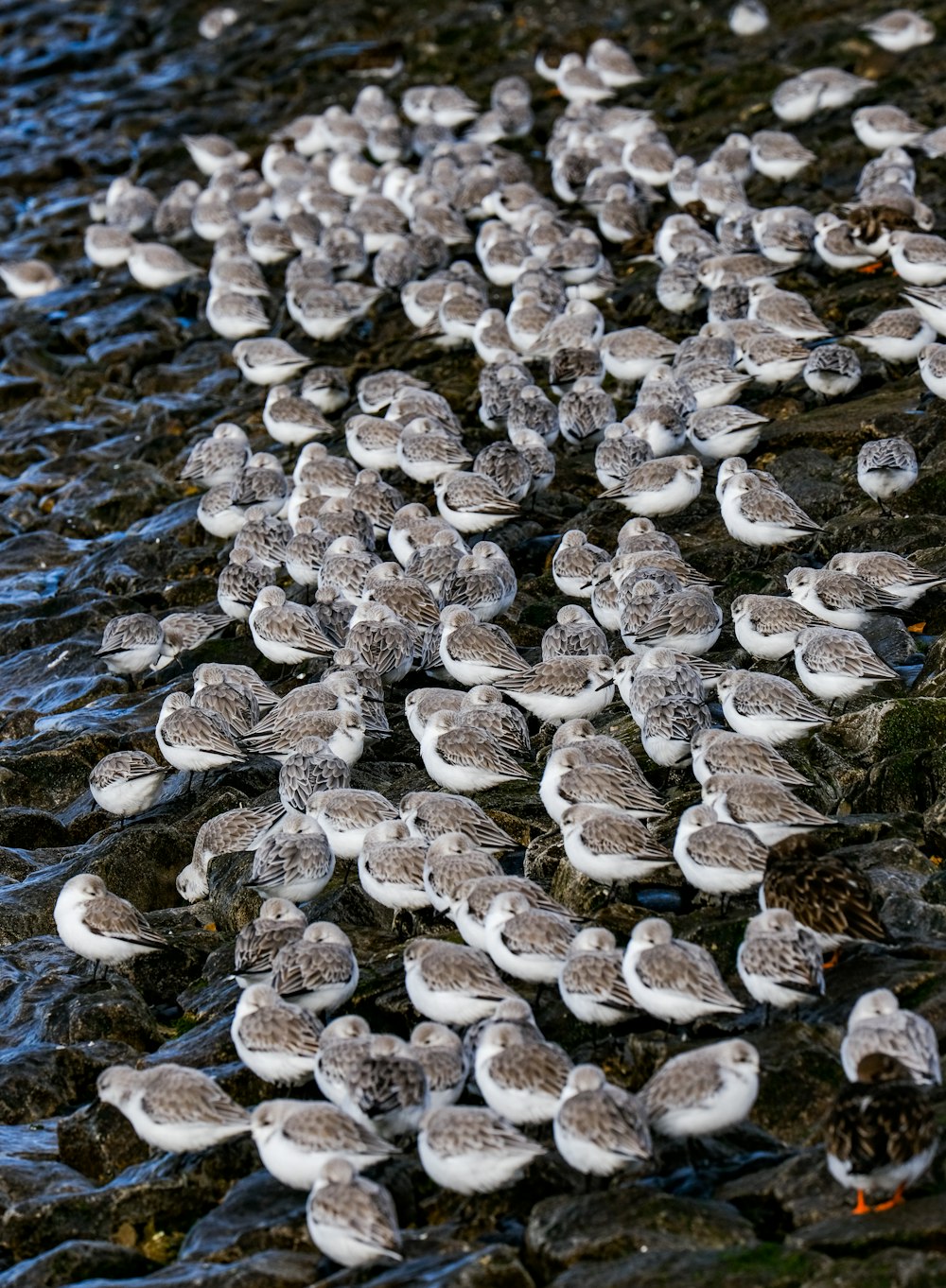 brown and gray stones on water