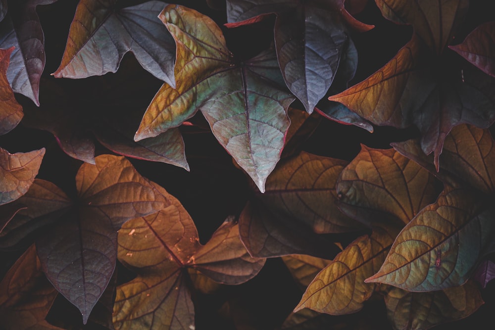 red and green leaves on black background