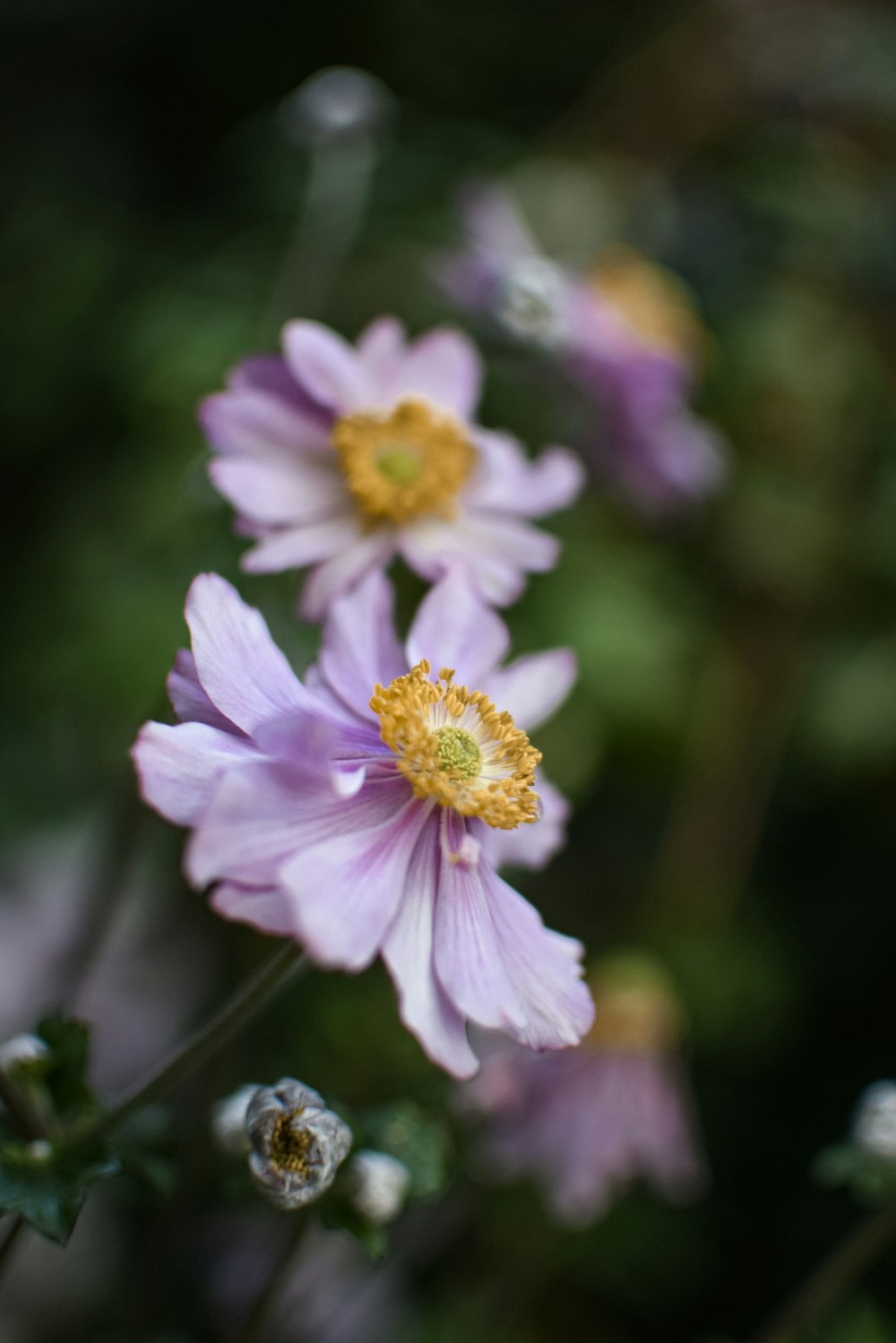 pink and white flower in tilt shift lens