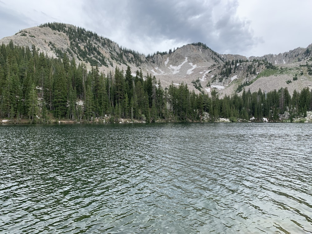 green trees near body of water during daytime