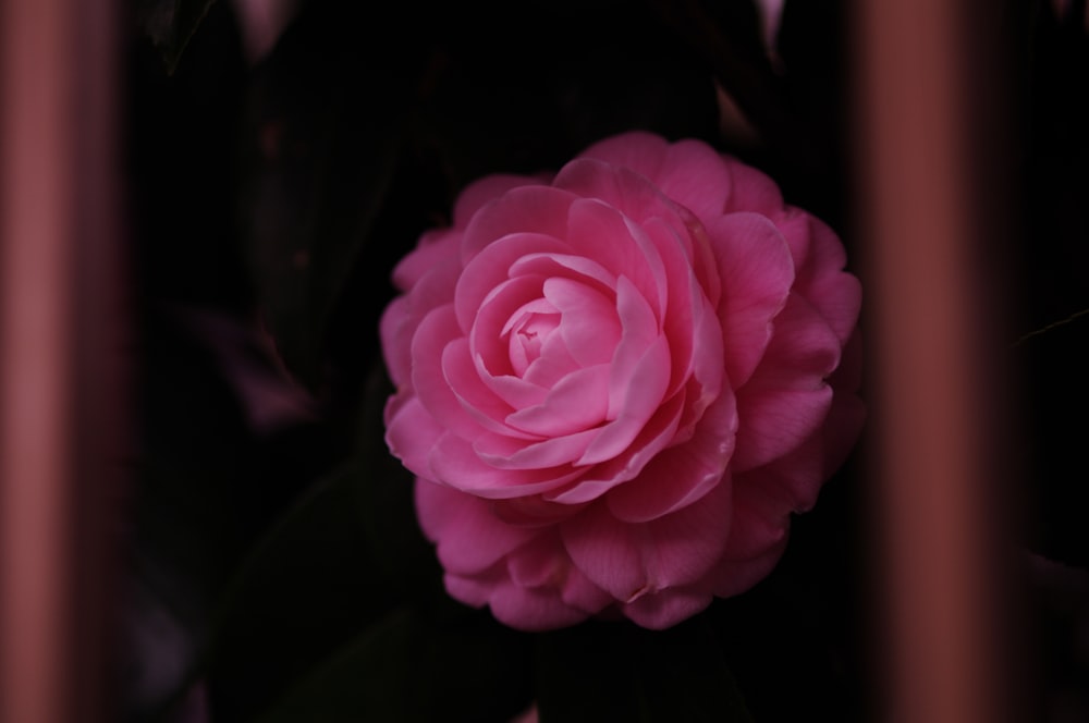 pink rose in bloom close up photo