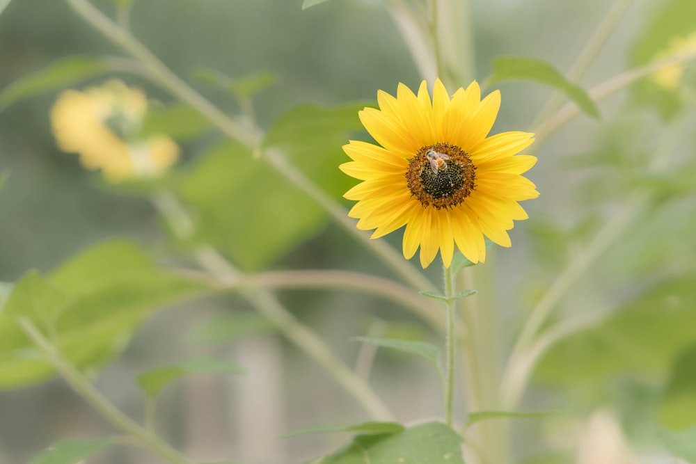 yellow and black flower in tilt shift lens