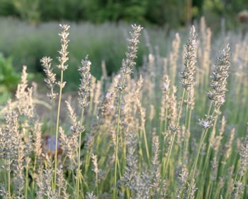 Gentle lavender and beige themed illustration of a calm nature scene symbolizing mental peace.