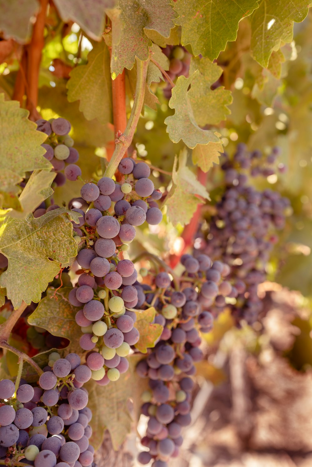 raisins violets sur feuilles vertes