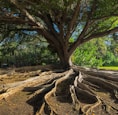 brown tree trunk on brown soil