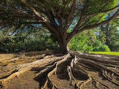 Harmonie au naturel Anaïs Louvet naturopathie quotidien nature arbre