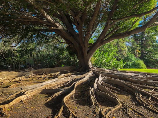brown tree trunk on brown soil