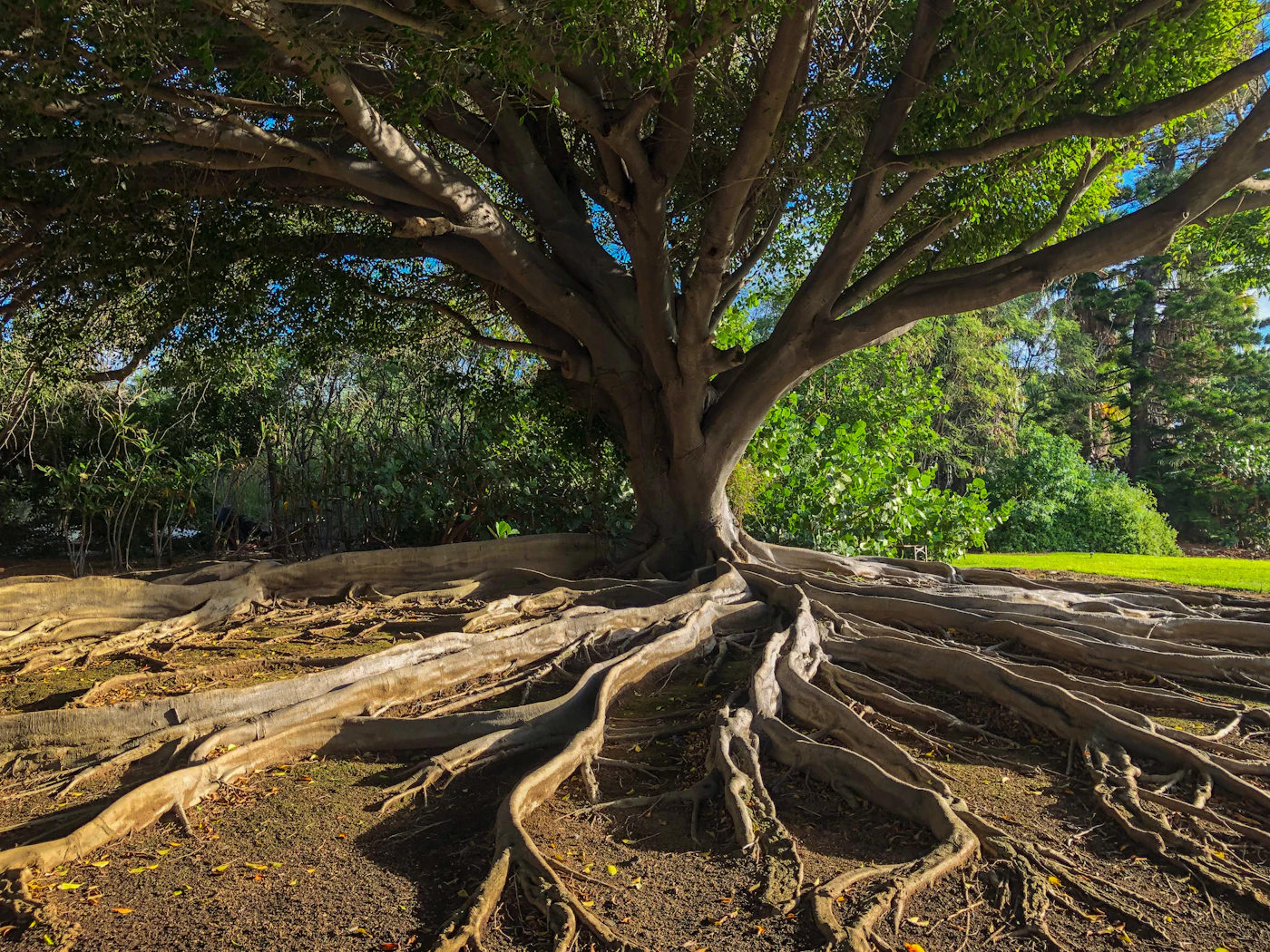 Racines d'un arbre ancrées dans la terre