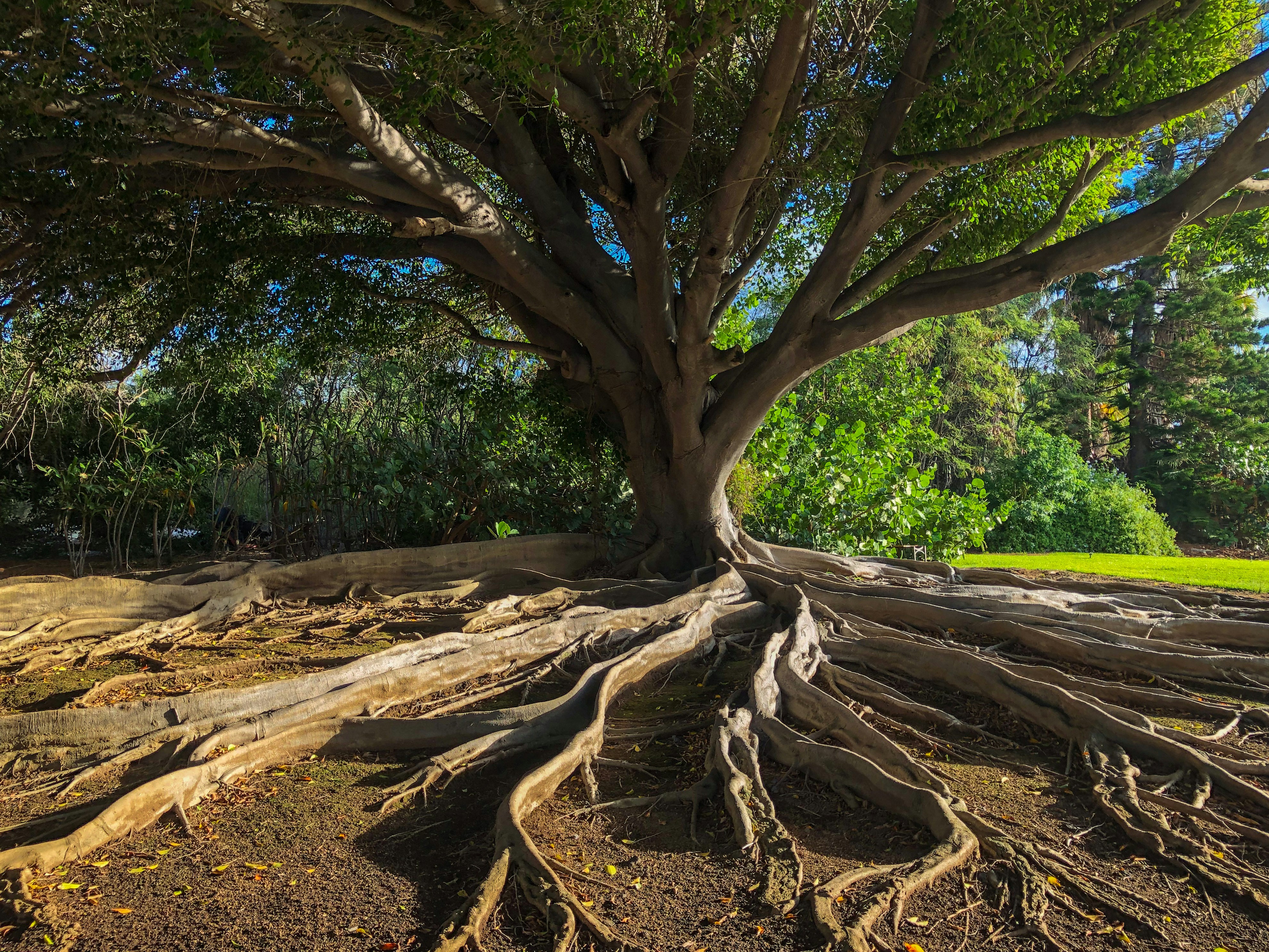 brown tree trunk on brown soil