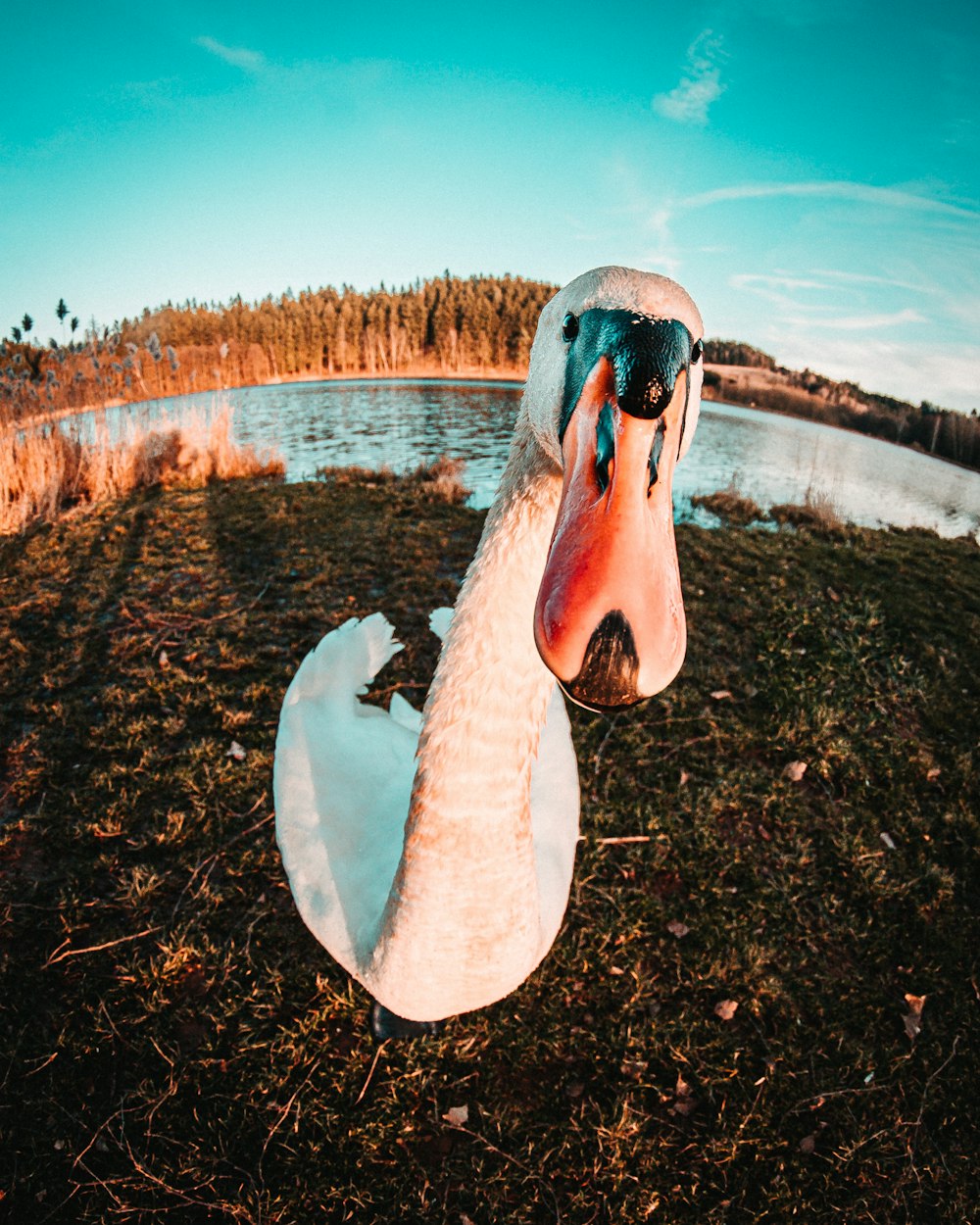 white and pink swan on lake during daytime