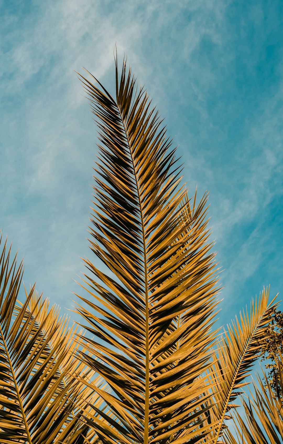 green palm tree under blue sky and white clouds during daytime