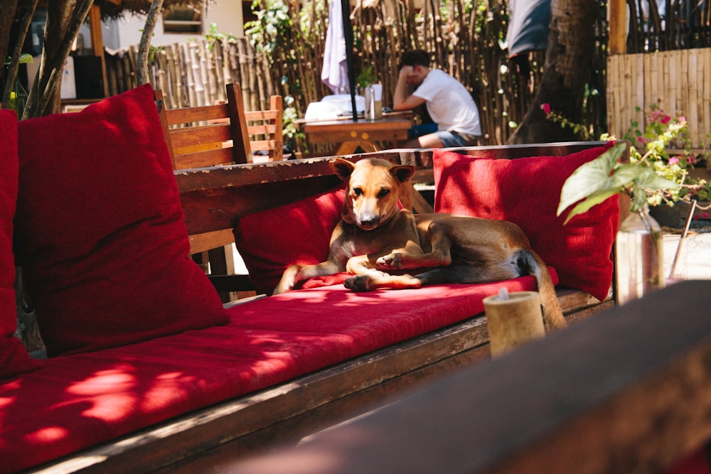 brown short coated dog lying on red couch