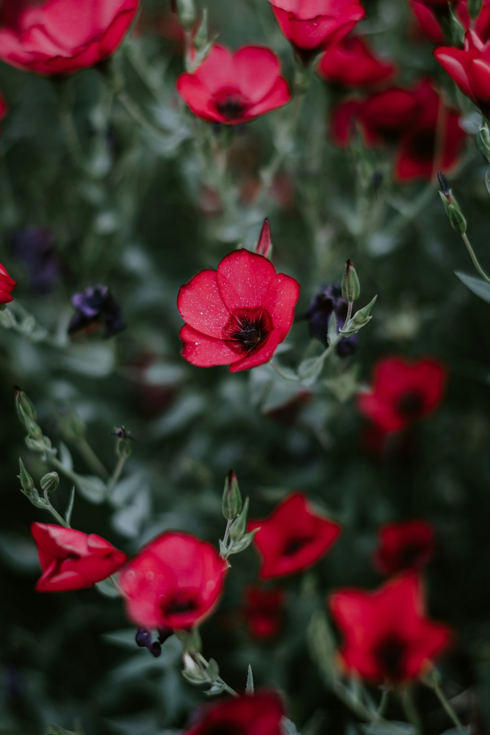 red flowers in tilt shift lens