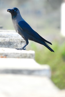 A black crow is perched on a concrete ledge, holding an object in its beak. The background is blurred with shades of green and grey, emphasizing the crow's glossy feathers.