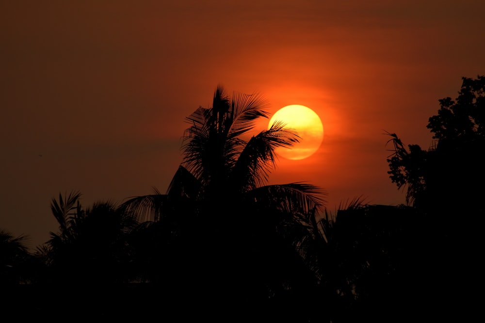 the sun is setting behind some palm trees