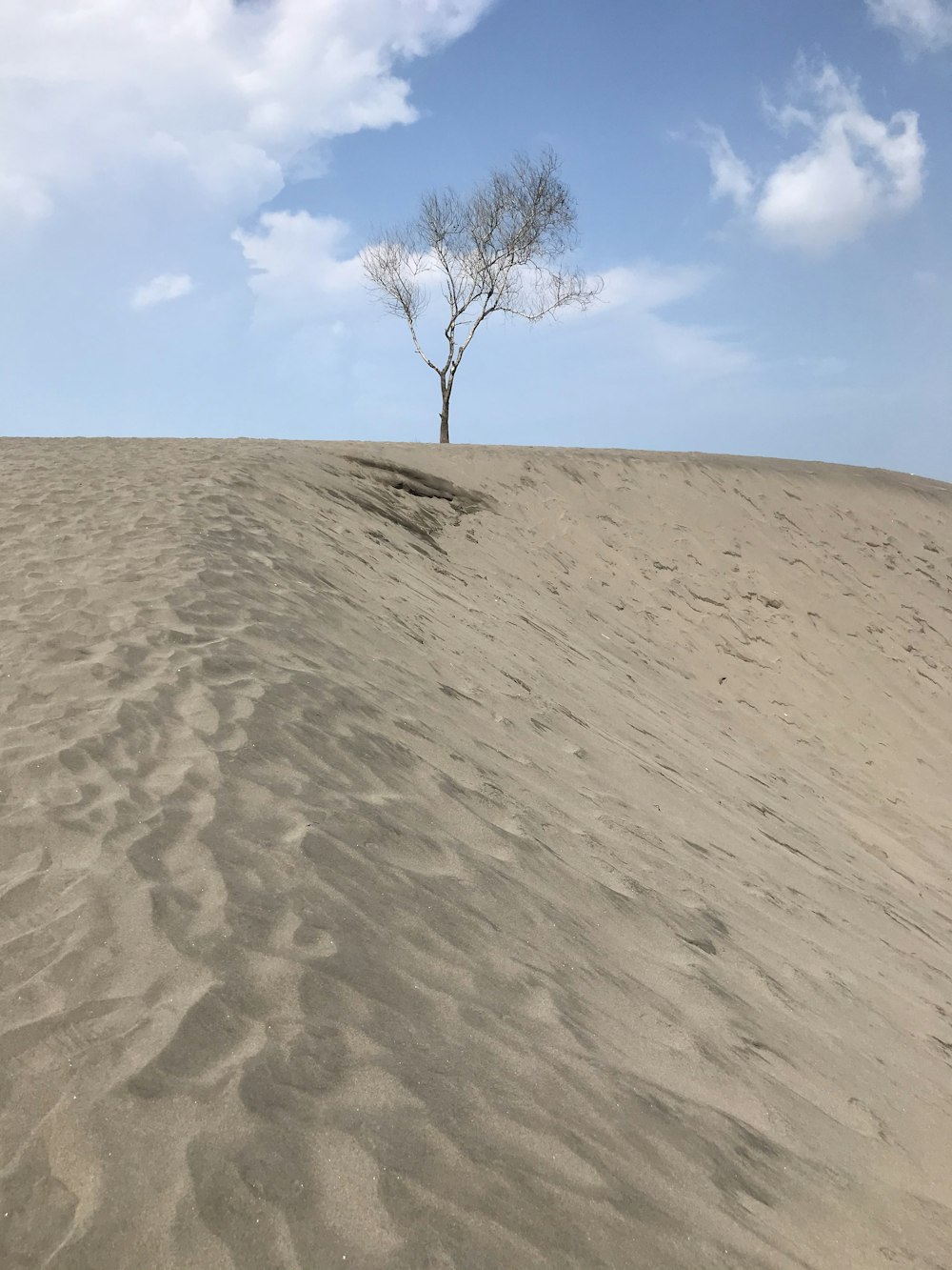 árbol sin hojas en arena marrón bajo el cielo azul durante el día