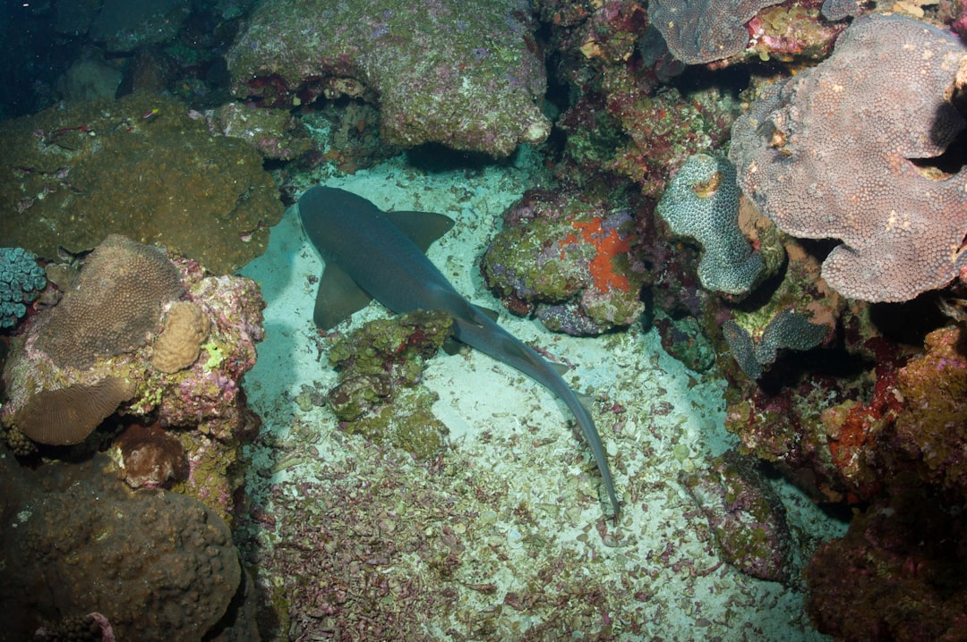 A nurse shark nestled between coral. 