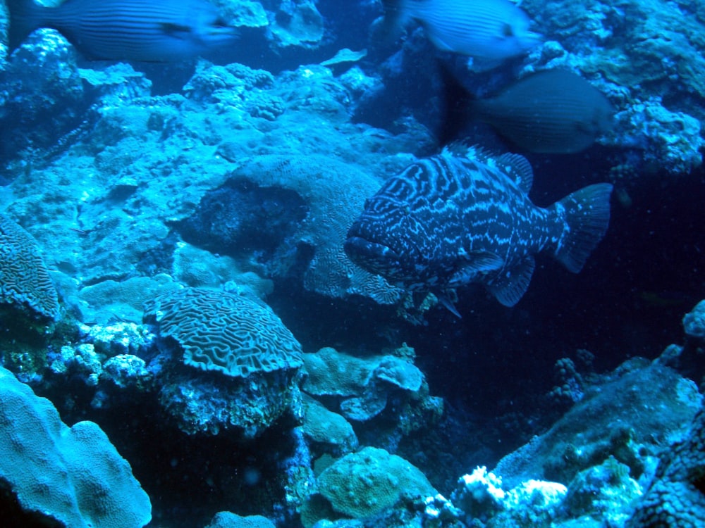 blue and white fish in water