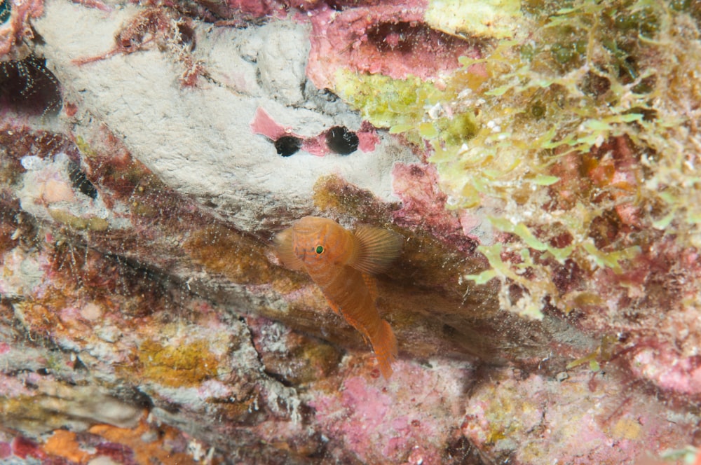 orange fish on white coral reef