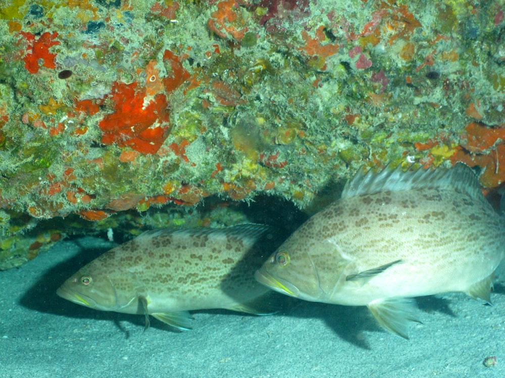 yellow and black fish in fish tank