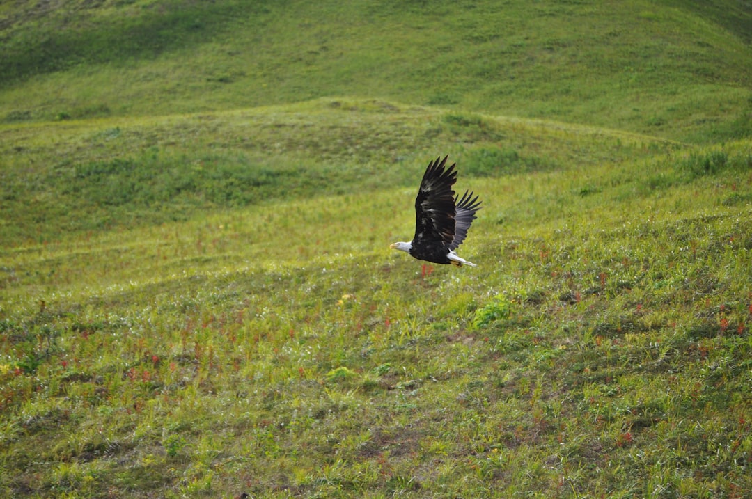 black eagle flying over green grass field during daytime
