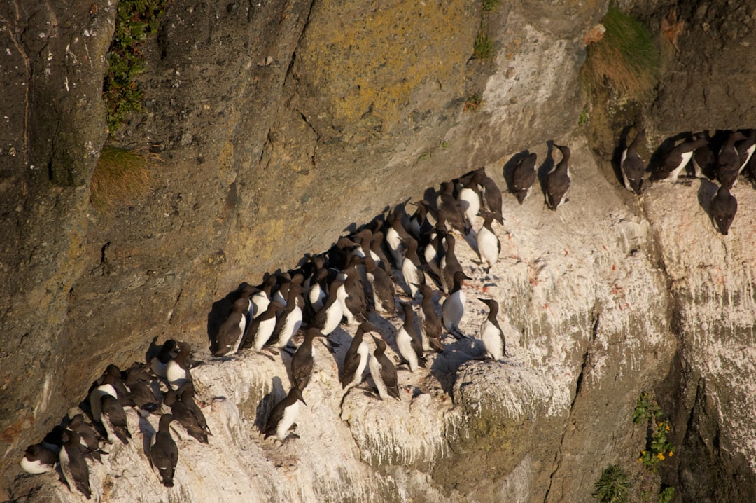 flock of penguins on gray rock