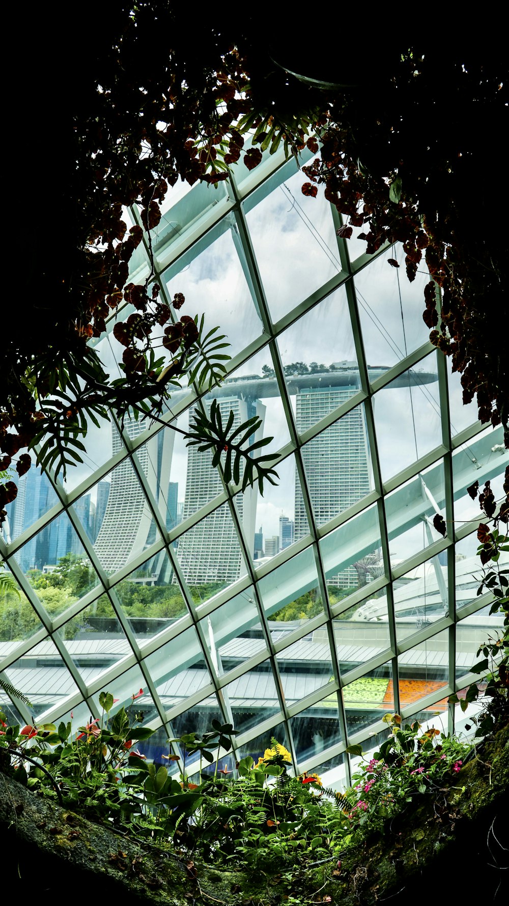 green leaf plants inside greenhouse