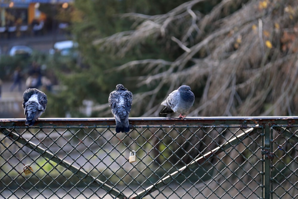 a group of birds sitting on top of a metal fence