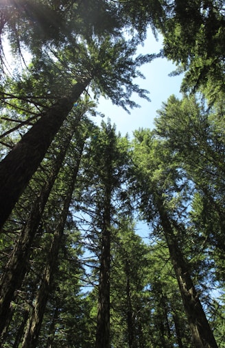 green trees under blue sky during daytime