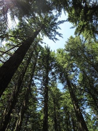 green trees under blue sky during daytime