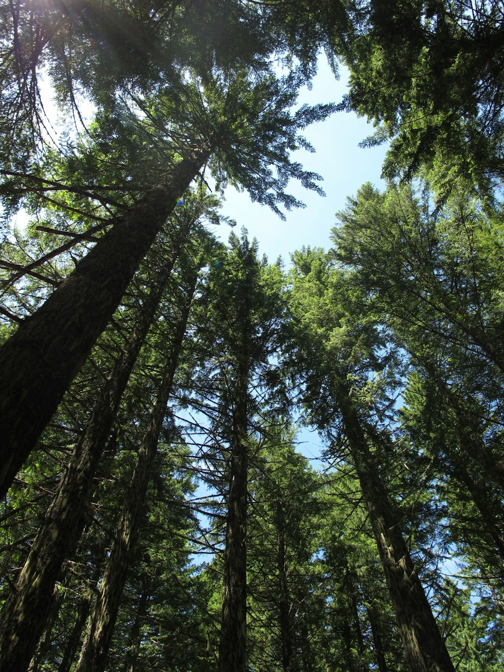 árboles verdes bajo el cielo azul durante el día