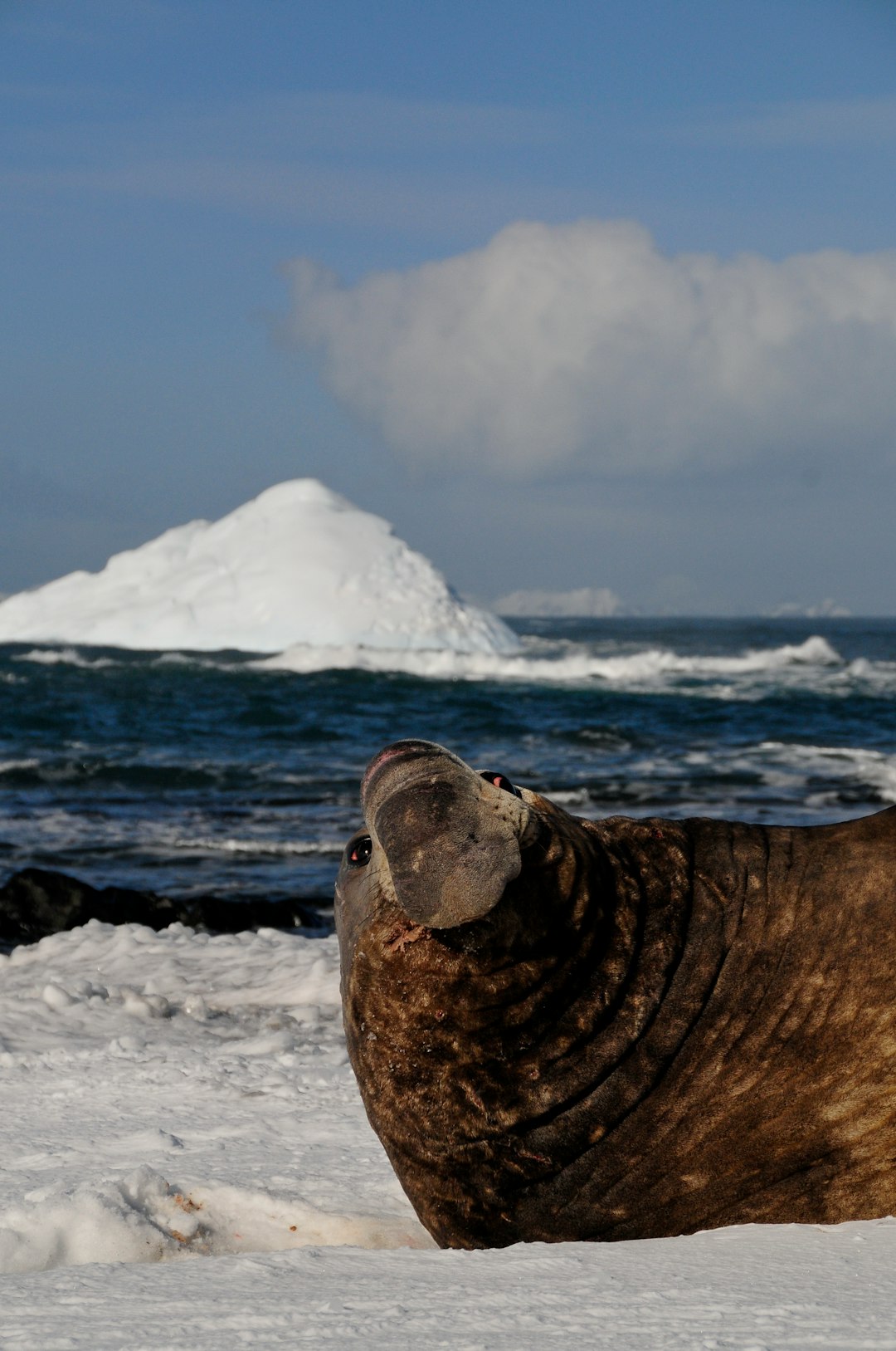 brown sea lion on white snow covered ground during daytime